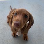 Penny - @penny.theweiner - Instagram