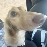 penny - @penny.weiner.dog - Instagram