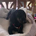 Penny - @penny_the_weinerdog - Instagram