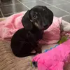 Penny - @pennytheminiweiner - TikTok