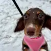 penny_the_dachshund - @penny_the_weiner - TikTok