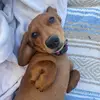 Penny the diva weiner - @divapenny - TikTok