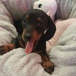 Penny the Mini Weiner - @pennytheminiweiner - Instagram