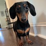 @penny_the_mini_weiner - Instagram