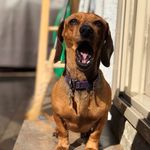 Penny The Weiner - @penny.la.cagona - Instagram