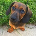 Penny The Weiner Dog - @penny_sweetp - Instagram