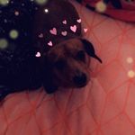 penny the weiner dog - @penny_the_weiner_dog - Instagram