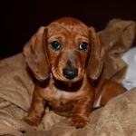 Penny the Weiner Dog - @aweenienamedpenny - Instagram