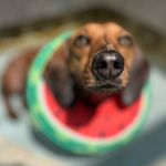 Penny Wenny Weiner Dog - @weinerdogpenny - Instagram