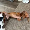 pennytheweiner - @pennydaweiner209 - TikTok