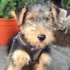 emjonsy - @welshterrierpenny - TikTok