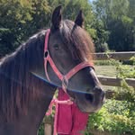 Montgomeryspenny🐴 - @penny_the_welsh_pony - Instagram