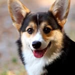 Penelope "Penny" - @penny.welsh.corgi - Instagram