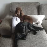 Penny Charlton-Welsh - @pennycharltonwelsh - Instagram
