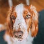 Penny Lane the Welshie - @pennylanethewelshie - Instagram