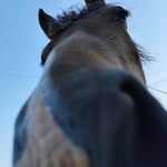 🙈Penny🙉 - @penny._.welsh_cob - Instagram