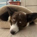 Penny the Cardigan Welsh Corgi💜🐾 - @_corgipenny_ - Instagram