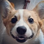 Penny the Pembroke Welsh Corgi - @penny.thepembroke - Instagram