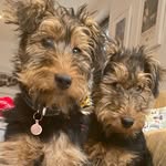 Penny the Welsh Terrier - @pennyloveslondon - Instagram