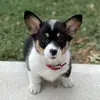 penny_thepembrokewelsh - @penny_thepembroke - TikTok