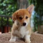 @penny_welsh_corgi - Instagram