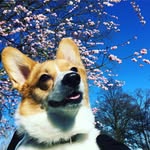 Penny Welsh Corgi Pembroke - @penny.corgi - Instagram