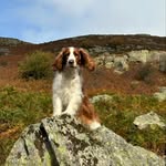 Penny: Welsh Springer Spaniel - @penny_the_welshie_ - Instagram