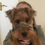 @penny_welshie_2019 - Instagram
