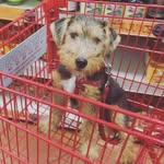 @pippa_penny_welshterriers - Instagram