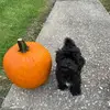 Gus and Ollie - @pennywestfall432 - TikTok