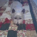 Penny Westfall - @westfallpenny - Instagram