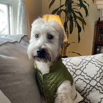 @penny.the.wheaton - Instagram