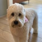 Penny the Wheaton - @pennyjoforyourthoughts - Instagram