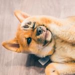 Alfie The Loyal Shiba! - @alfred.pennywolf - Instagram