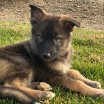 @penny.the.wolfdog - Instagram
