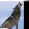 penny_thewolfo - @penny_thewolfo - TikTok