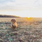 Penny Wolf - @penny.wolf - Instagram