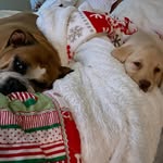 Penny Marshmello & Buddy Wolff - @armiwolffpack - Instagram