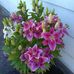Penny Workman - Facebook