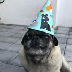 Pepe Preciado - @itsmepepethepug - Instagram