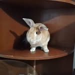 Pepito Rivera - @pepitorivera8 - Instagram