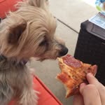 Pepper Cain - @pep_the_yorkie - Instagram