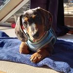 Pepper Cain - @pepper.mini.pupper - Instagram