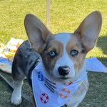 Colonel Ferguson Wiley Peppercorn - @colonelfergusonwileypeppercorn - Instagram