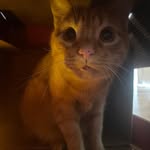 Pepper Ferguson - @imabanananumber10 - Instagram