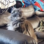 Pepper & Peter Jones - @pepper.peter_jones - Instagram