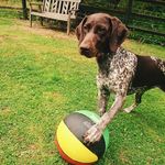 Pepper Jones - @theperfectlydinkiedoggy - Instagram