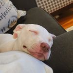 Pepper Jones - @pepper7294 - Instagram