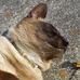 Pepper Jones - Facebook