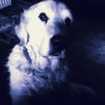 Pepper Jones🐾 - @peppergoldenretriever - Instagram